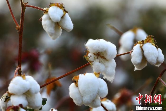 朵朵棉花吐絮盛開?！⑵G敏 攝