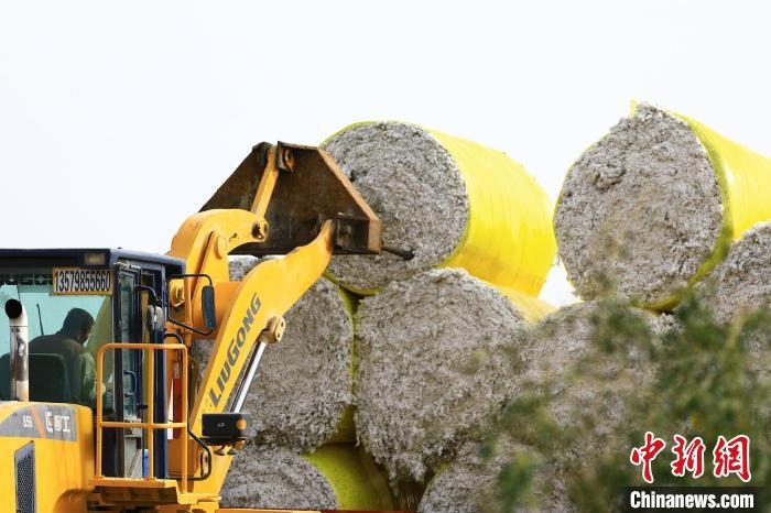 叉車將采棉機(jī)吐出的“金蛋蛋”裝車?！「唠p強(qiáng) 攝