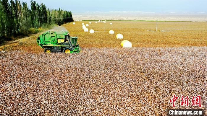 近年來，當(dāng)?shù)孛藁ǚN植戶的生產(chǎn)生活發(fā)生了翻天覆地的變化。　董霜 攝