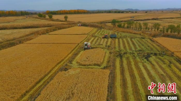 圖為科右中旗杜爾基鎮(zhèn)雙金嘎查的萬畝水稻田進(jìn)入集中收割期?！≮w殿威 攝