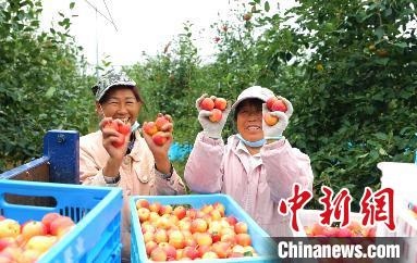 圖為興安盟沙果迎豐收?！】朴仪捌煳麄鞑抗﹫D