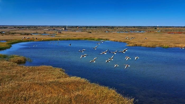 △黃河三角洲擁有天然蘆葦270平方公里，是東北亞內(nèi)陸和環(huán)西太平洋鳥類遷徙重要的“中轉(zhuǎn)站”、越冬地和繁殖地。(總臺央視記者李煒、程鋮拍攝)