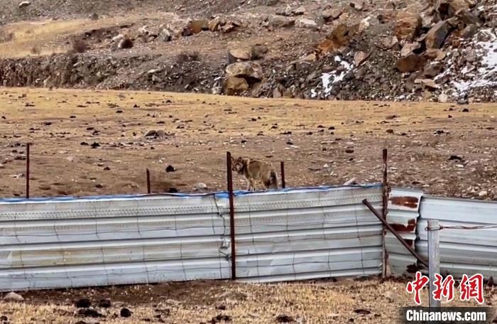 圖為闖入村民家中的野狼?！∨d海縣公安局溫泉派出所供圖