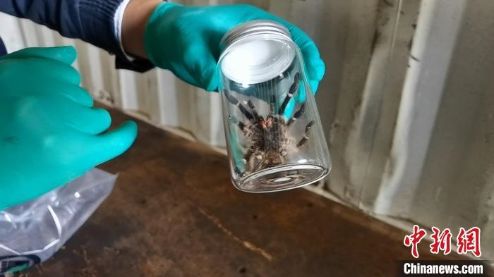 張家港海關(guān)工作人員截獲捕鳥蛛。　王健超 攝