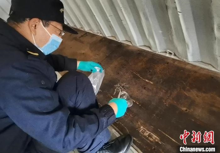 張家港海關(guān)工作人員截獲捕鳥蛛。　王健超 攝