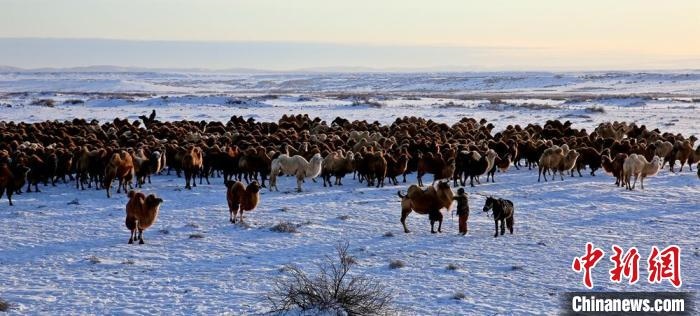 進(jìn)入冬季，駱駝在戈壁灘上散養(yǎng)?！」o琨 攝