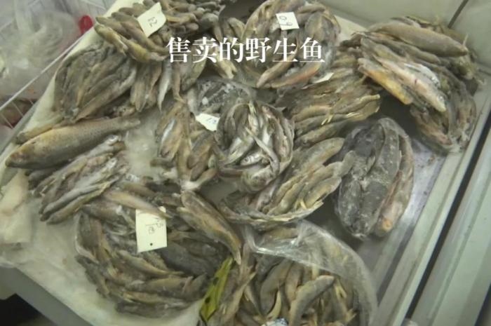 2021年12月6日，督察組現(xiàn)場隨機(jī)抽查發(fā)現(xiàn)，保護(hù)區(qū)附近餐館仍然存在非法經(jīng)營野生河魚的問題