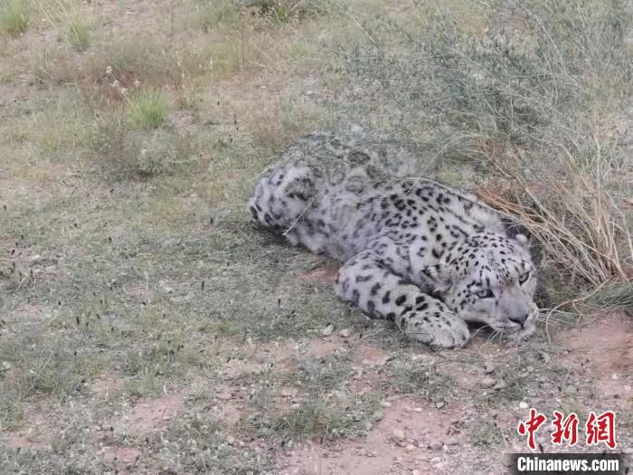圖為在四子王旗發(fā)現(xiàn)的雪豹(資料圖)。　四子王旗警方供圖