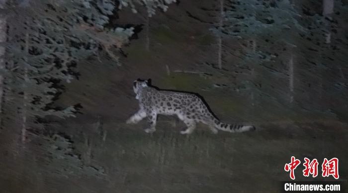 圖為被放歸自然的雪豹(資料圖)。　內(nèi)蒙古林草局供圖。