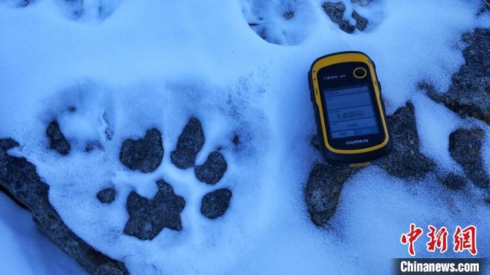 圖為疑似放歸雪豹的足跡(資料圖)?！?nèi)蒙古賀蘭山國(guó)家級(jí)自然保護(hù)區(qū)供圖