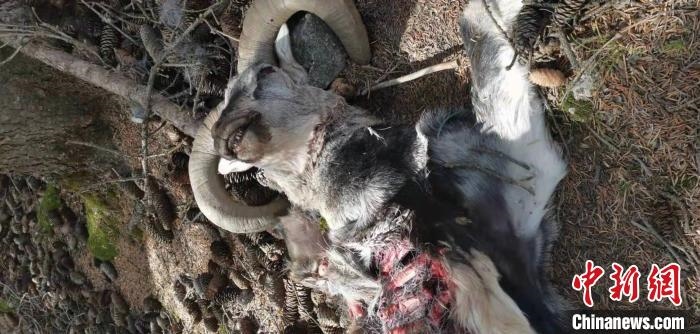 圖為疑似雪豹捕食巖羊的殘骸(資料圖)。　內(nèi)蒙古賀蘭山國(guó)家級(jí)自然保護(hù)區(qū)供圖