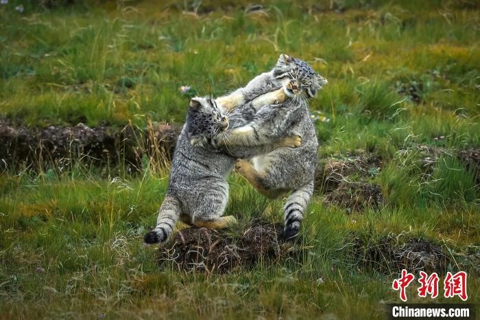 圖為作品《難分伯仲》。　焦生福 攝