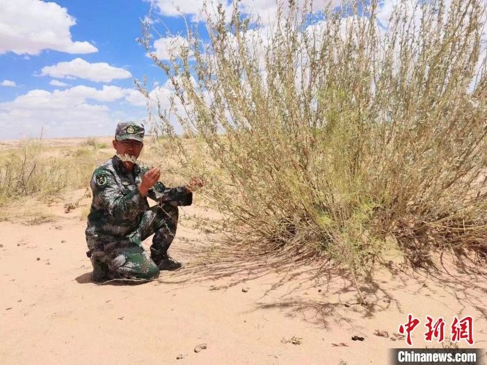 圖為謝寶民查看梭梭長勢。　受訪者供圖