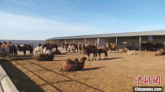 圖為額濟(jì)納旗駝奶產(chǎn)業(yè)基地。　王長梅 攝