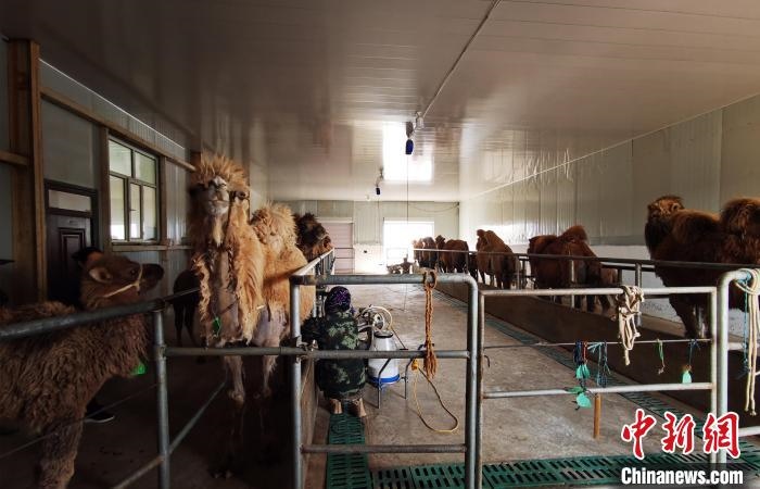 圖為共人正在給駱駝擠奶?！⊥蹰L梅 攝