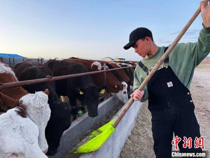 圖為敖木希勒在喂牛?！“侥鞠＠展﹫D