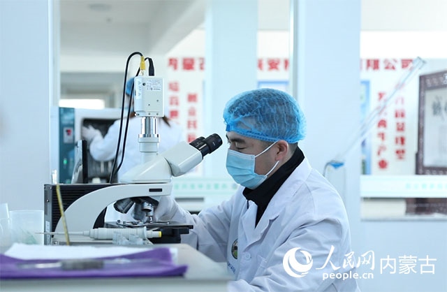 內(nèi)蒙古中農(nóng)興安種?？萍加邢薰韭鋺?hù)科右中旗，為肉牛產(chǎn)業(yè)發(fā)展提供了優(yōu)質(zhì)的種源保障。白俊華攝