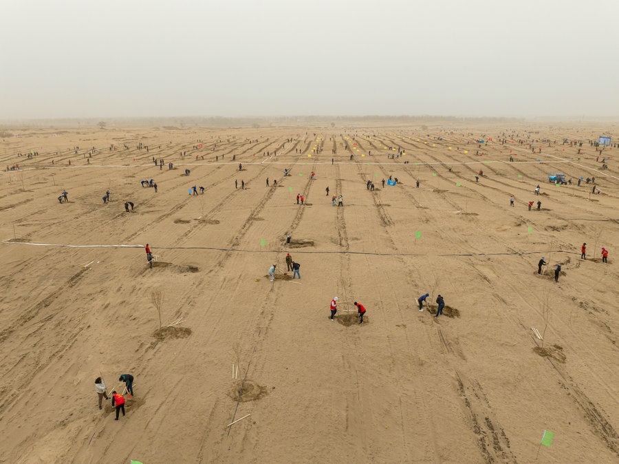 在高力板鎮(zhèn)花道卜和沙木嘎嘎查治理區(qū)，廣大干部群眾手植新綠，播種希望 （攝影：包寶音德力格爾）.JPG