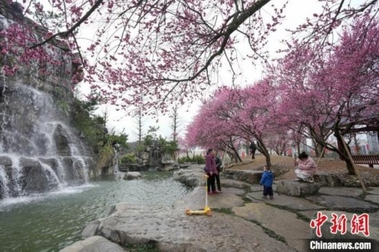 2月23日，市民在乾藝梅園景區(qū)觀賞綻放的梅花。陳興輝 攝