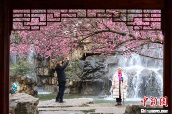 2月23日，市民在乾藝梅園景區(qū)觀賞拍攝綻放的梅花。瞿宏倫 攝