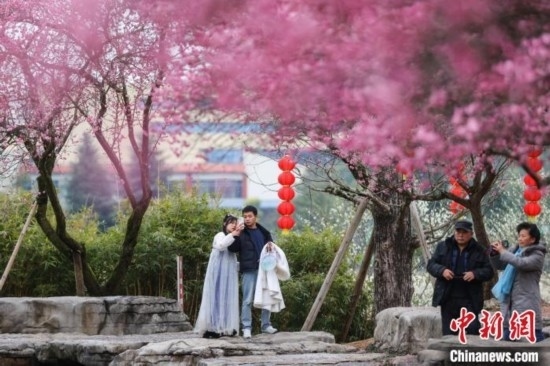 2月23日，市民在乾藝梅園景區(qū)觀賞綻放的梅花。瞿宏倫 攝