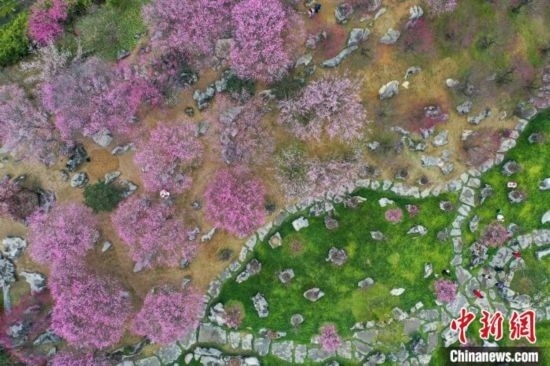 2月23日，航拍乾藝梅園景區(qū)綻放的梅花。瞿宏倫 攝