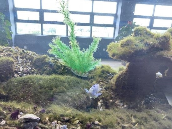 圖為寶鋼湛江鋼鐵水控中心，觀賞海魚(yú)在鋼渣漁礁里游動(dòng)