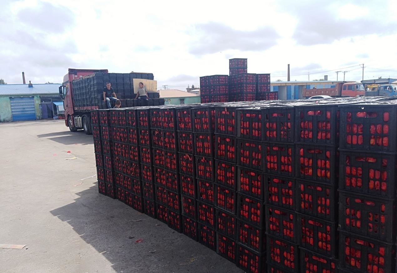 　　外銷(xiāo)的蔬菜在市場(chǎng)等待拉運(yùn)。受訪(fǎng)者供圖