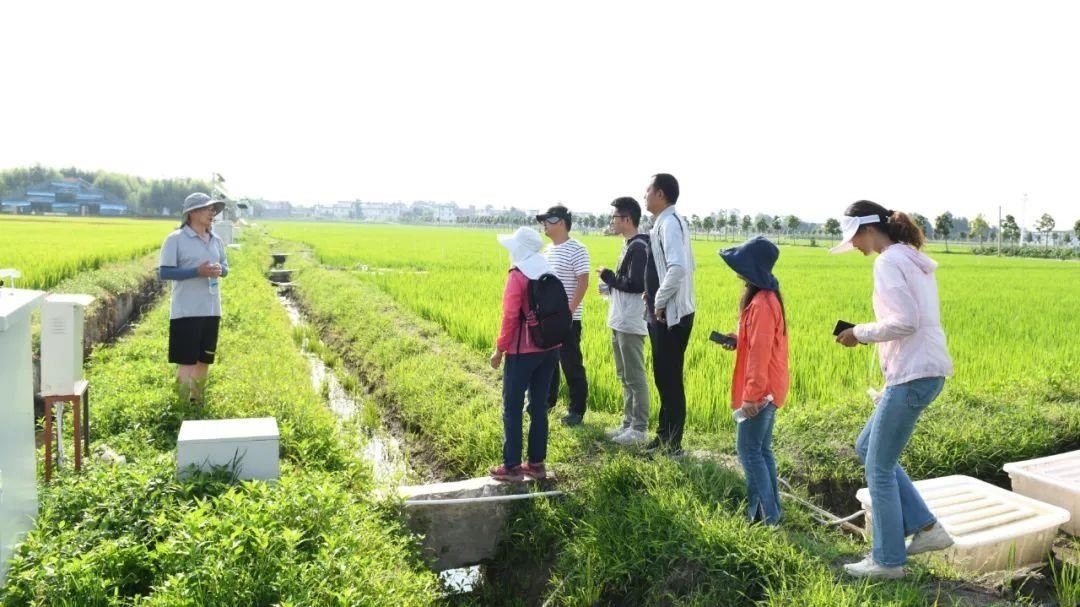 △云南大理古生村科技小院成員在田間調(diào)查。