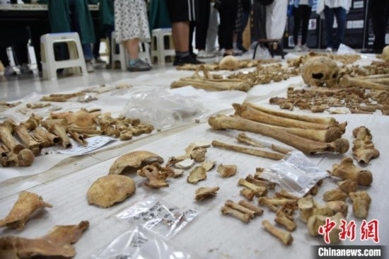 圖為已清理完畢的骨骼標(biāo)本。王宇 攝