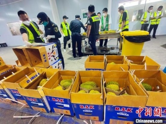 圖為海關(guān)關(guān)員對(duì)進(jìn)口榴蓮進(jìn)行查驗(yàn)。黃艷梅 攝