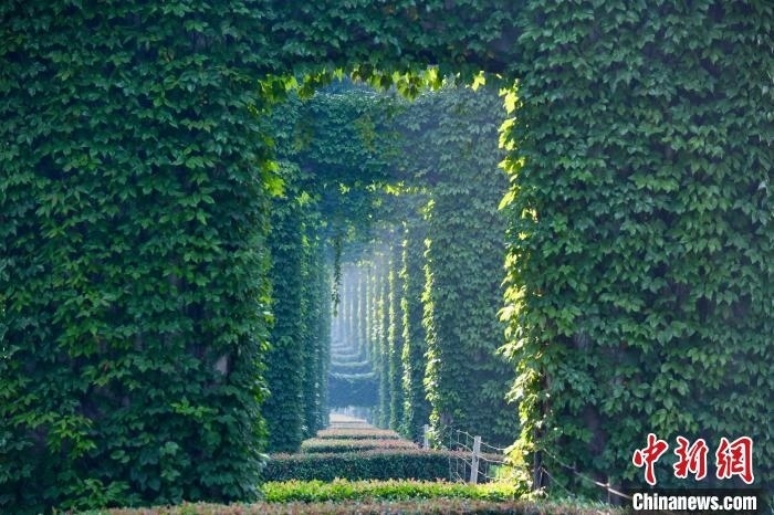 成都二環(huán)高架橋墩被植被爬滿，形成“綠野仙蹤”景觀?！埨?攝