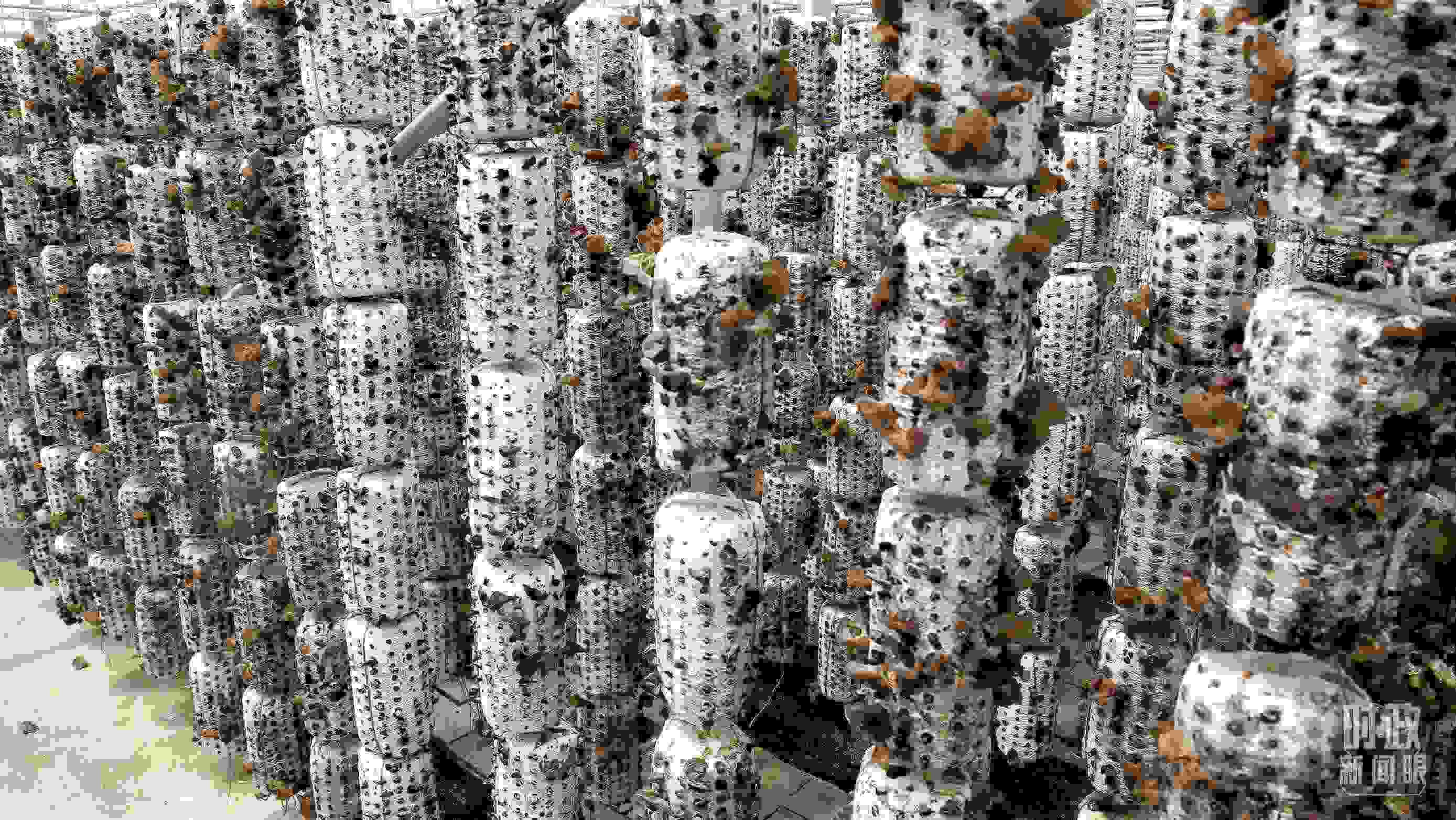 △金米村的小木耳、大產(chǎn)業(yè)。（圖／視覺(jué)中國(guó)）