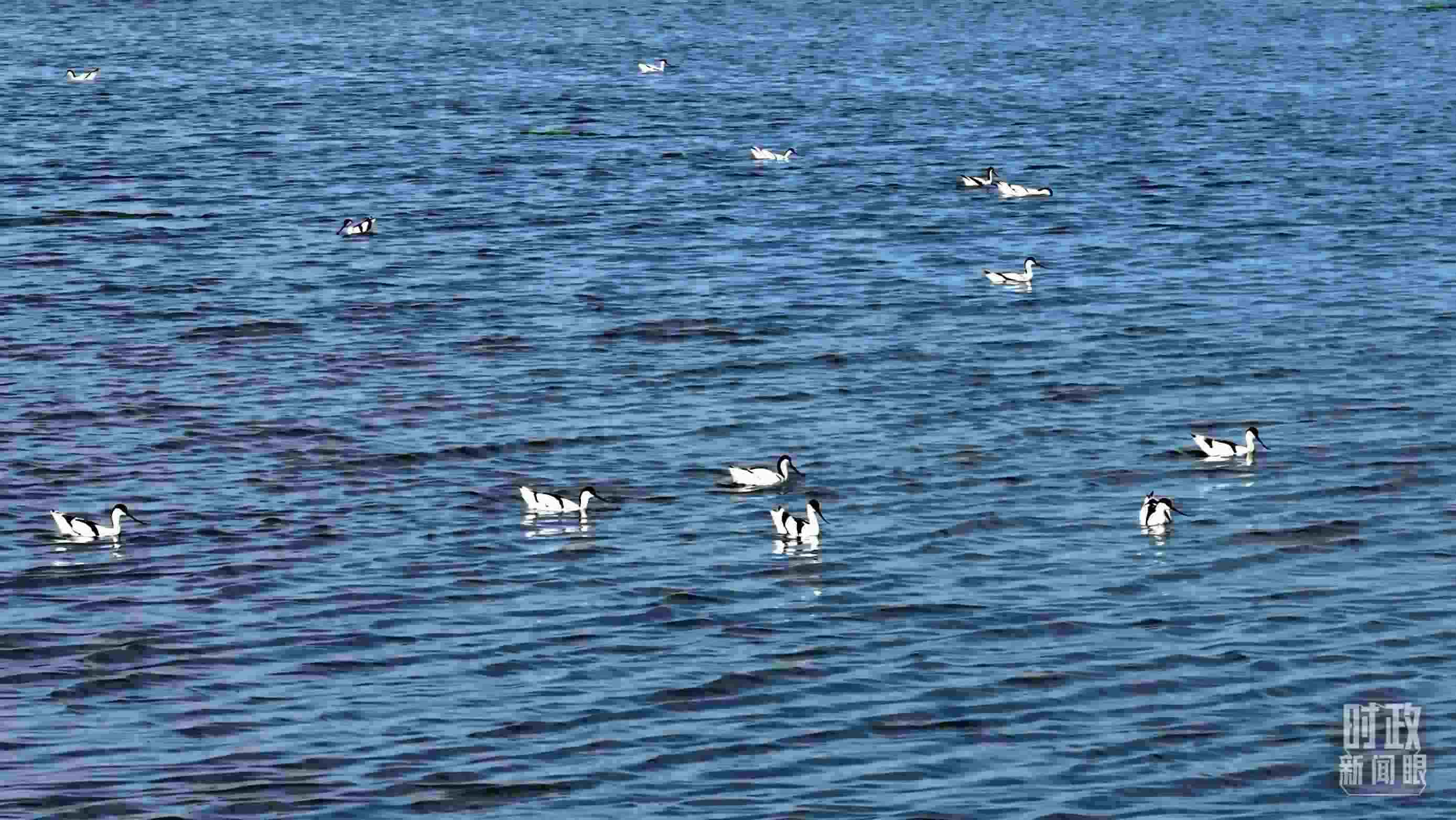 △鹽湖棲息的鳥(niǎo)類(lèi)。（總臺(tái)記者裴大偉、康曉宇拍攝）