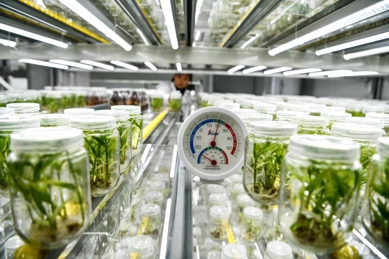 工作人員在貴陽市開陽縣南江蔬菜良種繁育中心的組培中心查看姜苗生長情況（2023年5月23日攝）。新華社記者 楊文斌 攝
