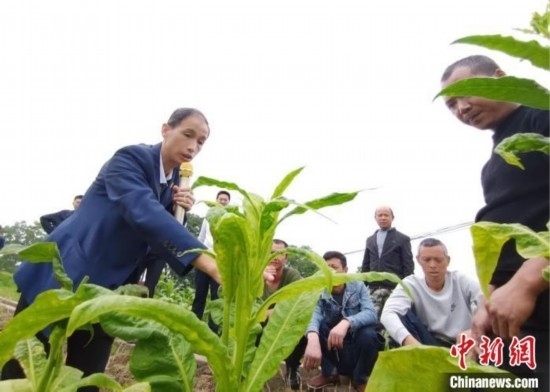 “鄉(xiāng)村學(xué)堂”田間現(xiàn)場(chǎng)教學(xué)。(資料圖) 唐濤華 攝