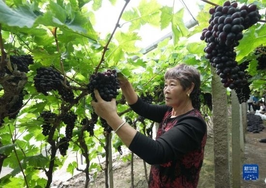 5月26日，唐山市海港經(jīng)濟(jì)開發(fā)區(qū)王灘鎮(zhèn)趙灘村農(nóng)民在大棚內(nèi)采摘葡萄。