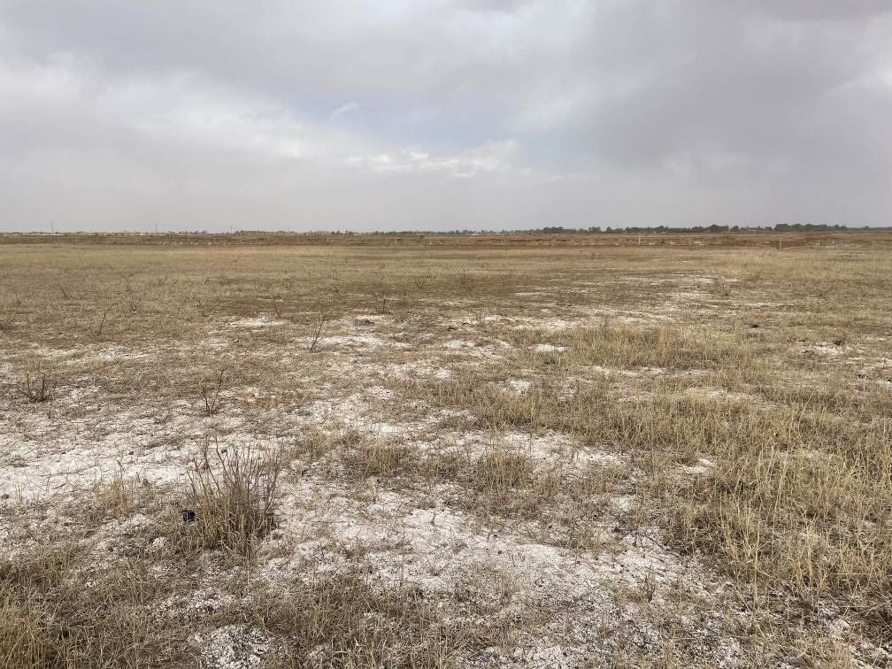 撂荒后的部分地塊已現(xiàn)鹽堿。 人民網(wǎng)記者 楊喬攝