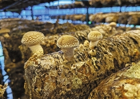 龍游數(shù)智大棚種植的花菇。 記者 祝梅 攝