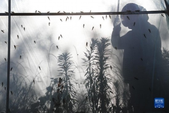 6月21日，山東省樂陵市西段鄉(xiāng)岔河村東亞飛蝗養(yǎng)殖基地的養(yǎng)殖戶在大棚內(nèi)忙碌。新華社記者 范長國 攝