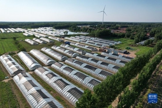 這是6月21日在山東省樂陵市西段鄉(xiāng)岔河村拍攝的東亞飛蝗養(yǎng)殖基地（無人機(jī)照片）。新華社記者 范長國 攝