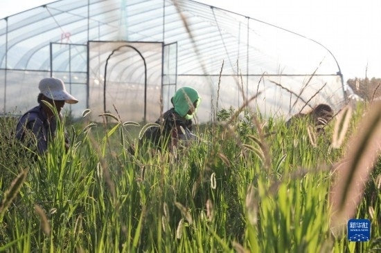 6月21日，山東省樂陵市西段鄉(xiāng)岔河村東亞飛蝗養(yǎng)殖基地的螞蚱養(yǎng)殖戶在割草。新華社記者 范長國 攝
