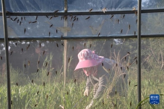 6月21日，山東省樂陵市西段鄉(xiāng)岔河村東亞飛蝗養(yǎng)殖基地的螞蚱養(yǎng)殖戶在割草。新華社記者 范長國 攝