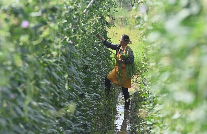 2023年6月15日，在廣西柳州市鹿寨縣中渡鎮(zhèn)石墨村，村民在高標準農(nóng)田里采收豆角。