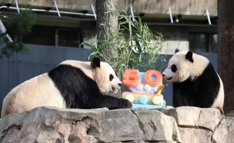 2022年，美國國家動物園舉辦活動慶祝大熊貓抵美50周年，園方為大熊貓“美香”“添添”和“小奇跡”一家三口準(zhǔn)備了有“50”字樣的冰凍水果蛋糕。（圖片來源：雅安市廣播電視臺）