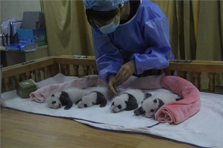 成都大熊貓繁育研究基地成立于1987年，先后攻克了大熊貓人工飼養(yǎng)與管理、繁殖與育幼、疾病防控與種群遺傳管理等關(guān)鍵技術(shù)難題，建成全球最大的大熊貓人工繁育遷地保護種群，數(shù)量達230余只。（圖片來源：成都大熊貓繁育研究基地網(wǎng)站）