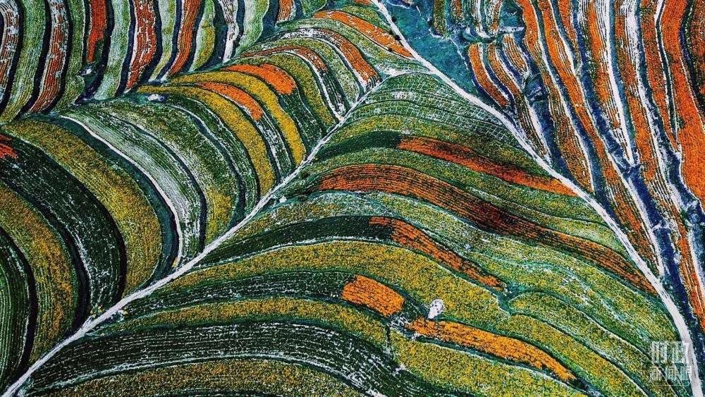 寧夏彭陽縣。萬壽菊與格桑花盛開在錯(cuò)落的山間梯田上。（總臺(tái)國廣記者李晉拍攝）