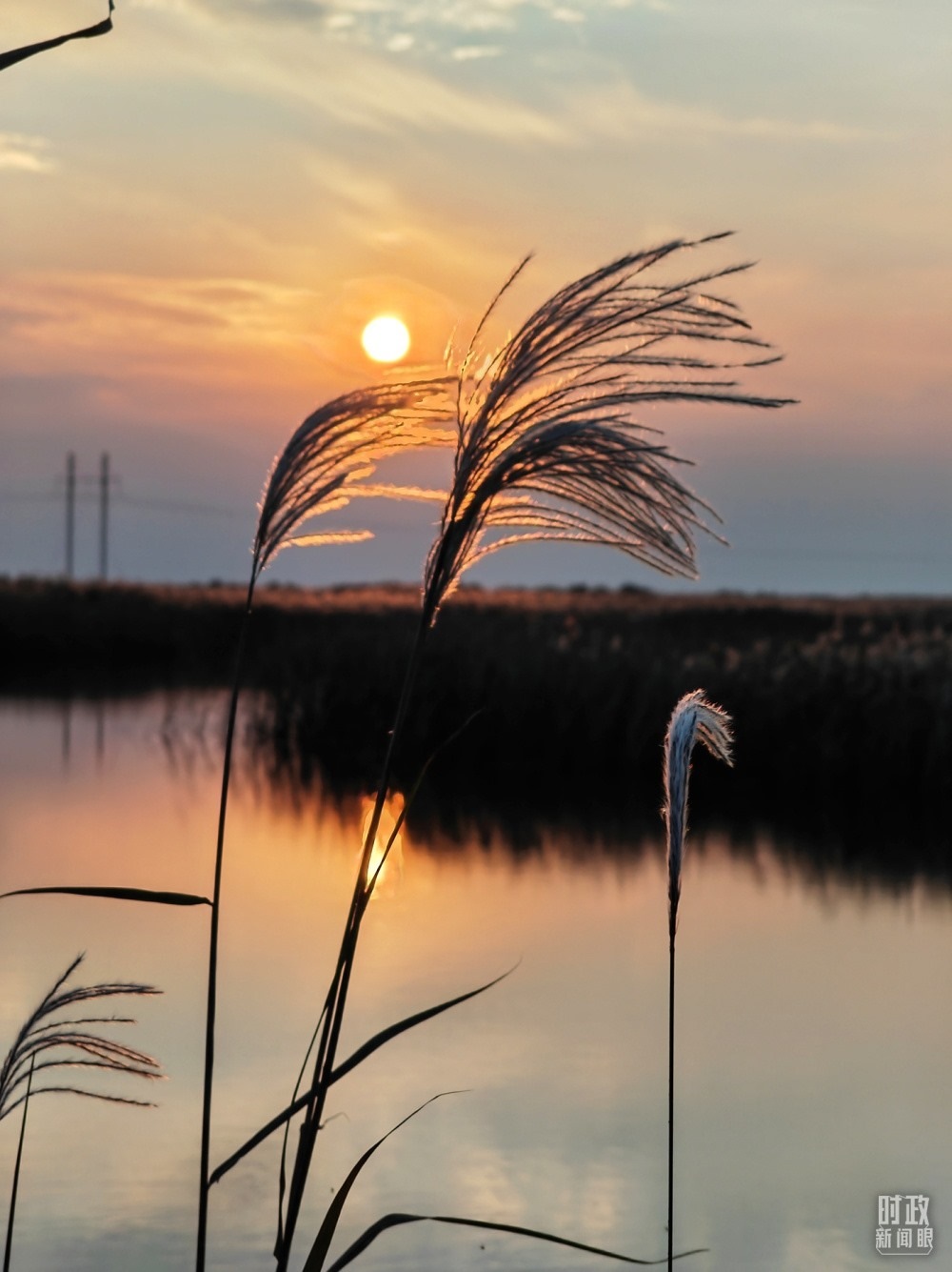 2021年10月，習(xí)近平赴山東東營考察黃河入?？?。黃河三角洲濕地，蘆葦飄蕩。（總臺(tái)央視記者彭漢明拍攝）