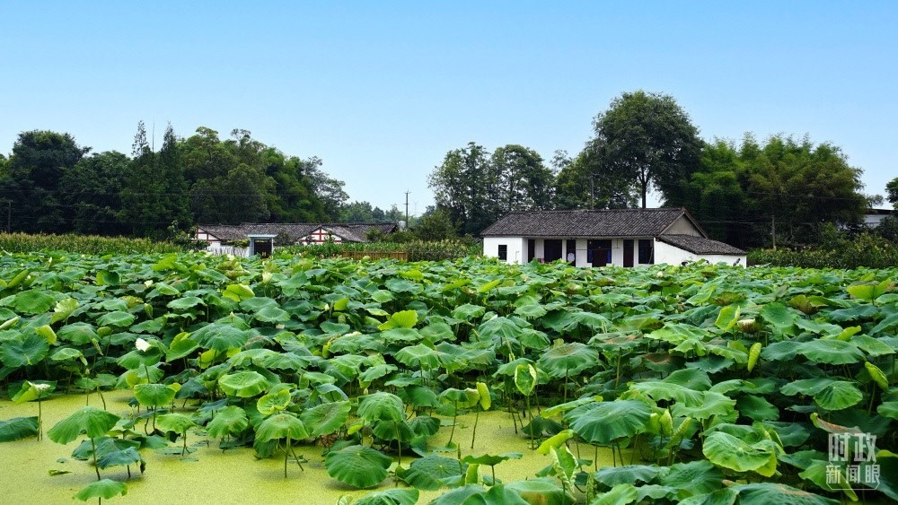四川眉山，永豐村荷塘。2022年6月，習(xí)近平曾到此調(diào)研鄉(xiāng)村振興情況。（總臺(tái)央廣記者潘毅拍攝）