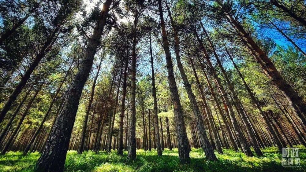 河北塞罕壩。（總臺(tái)央視記者謝曉光拍攝）